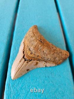 Megalodon Shark Tooth 3.84- Real Foosil, Posterior, Rare Color Spotted