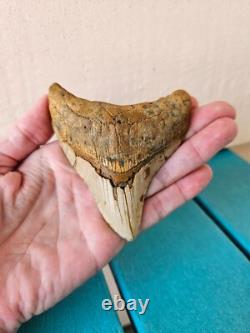 Megalodon Shark Tooth 3.84- Real Foosil, Posterior, Rare Color Spotted