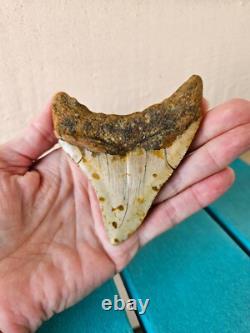 Megalodon Shark Tooth 3.84- Real Foosil, Posterior, Rare Color Spotted