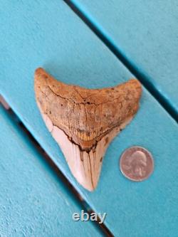 Megalodon Shark Tooth 3.84- Real Foosil, Posterior, Rare Color Spotted