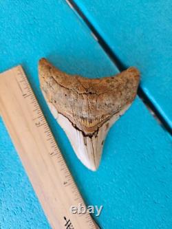 Megalodon Shark Tooth 3.84- Real Foosil, Posterior, Rare Color Spotted