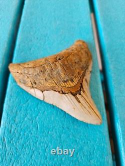 Megalodon Shark Tooth 3.84- Real Foosil, Posterior, Rare Color Spotted
