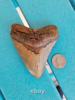 Megalodon Shark Tooth 3.84- Real Fossil, No Restorations, Unique Colors