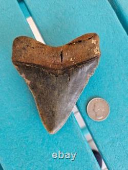 Megalodon Shark Tooth 3.84- Real Fossil, No Restorations, Unique Colors