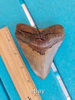 Megalodon Shark Tooth 3.84- Real Fossil, No Restorations, Unique Colors