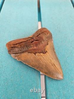 Megalodon Shark Tooth 3.84- Real Fossil, No Restorations, Unique Colors