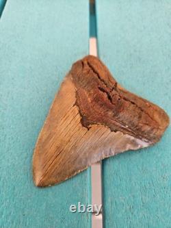 Megalodon Shark Tooth 3.84- Real Fossil, No Restorations, Unique Colors