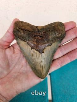 Megalodon Shark Tooth 3.84- Real Fossil, No Restorations, Unique Colors