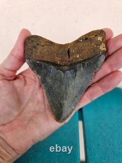 Megalodon Shark Tooth 3.84- Real Fossil, No Restorations, Unique Colors