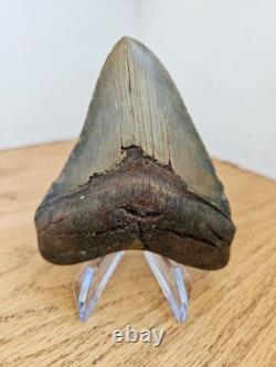Megalodon Shark Tooth 3.84- Real Fossil, No Restorations, Unique Colors