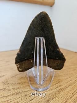 Megalodon Shark Tooth 3.84- Real Fossil, No Restorations, Unique Colors