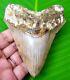 Megalodon Shark Tooth 3.84 Shark Teeth Indonesian No Repair Megladone