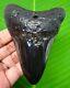Megalodon Shark Tooth 3.85- Shark Teeth Real Fossil No Repair- Megladone
