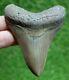 Megalodon Shark Tooth 3.87 Extinct Fossil Authentic Not Restored (wt3-215)