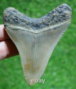 Megalodon Shark Tooth 3.87 Extinct Fossil Authentic NOT RESTORED (WT3-215)