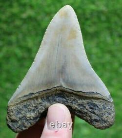 Megalodon Shark Tooth 3.87 Extinct Fossil Authentic NOT RESTORED (WT3-215)