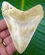Megalodon Shark Tooth 3.90 In. Top 3% Indonesian No Restoration