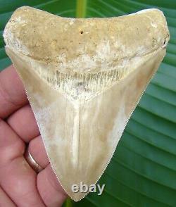Megalodon Shark Tooth 3.90 in. TOP 3% INDONESIAN NO RESTORATION