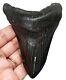 Megalodon Shark Tooth 3.93 Inches Real Fossil No Restorations