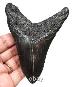 Megalodon Shark Tooth 3.93 Inches Real Fossil No Restorations