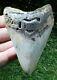 Megalodon Shark Tooth 3.98 Extinct Fossil Authentic Not Restored (wt3-316)