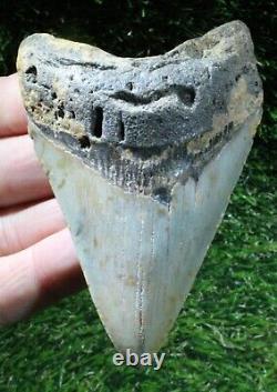 Megalodon Shark Tooth 3.98 Extinct Fossil Authentic NOT RESTORED (WT3-316)