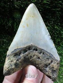 Megalodon Shark Tooth 3.98 Extinct Fossil Authentic NOT RESTORED (WT3-316)