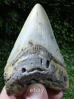 Megalodon Shark Tooth 3.98 Extinct Fossil Authentic NOT RESTORED (WT3-316)