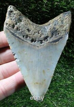 Megalodon Shark Tooth 3.98 Extinct Fossil Authentic NOT RESTORED (WT3-316)