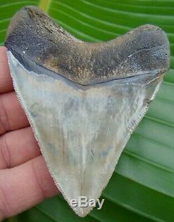 Megalodon Shark Tooth 3 & 9/16 in. TWO-TONED SERRATED REAL FOSSIL GA