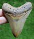 Megalodon Shark Tooth 4.07 Extinct Fossil Authentic Not Restored (et-39)