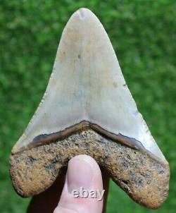 Megalodon Shark Tooth 4.07 Extinct Fossil Authentic NOT RESTORED (ET-39)