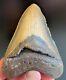 Megalodon Shark Tooth 4.07 Extinct Fossil Authentic Not Restored (wt4-243)