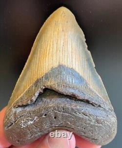 Megalodon Shark Tooth 4.07 Extinct Fossil Authentic NOT RESTORED (WT4-243)