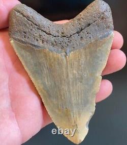 Megalodon Shark Tooth 4.07 Extinct Fossil Authentic NOT RESTORED (WT4-243)