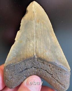 Megalodon Shark Tooth 4.07 Extinct Fossil Authentic NOT RESTORED (WT4-243)