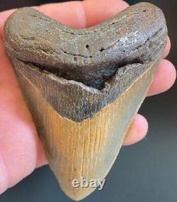 Megalodon Shark Tooth 4.07 Extinct Fossil Authentic NOT RESTORED (WT4-243)
