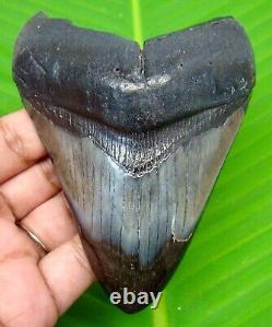 Megalodon Shark Tooth 4.07 Inches Real Shark Teeth Fossil Not Replica