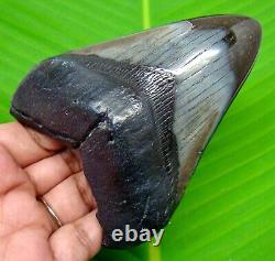 Megalodon Shark Tooth 4.07 Inches Real Shark Teeth Fossil Not Replica