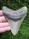 Megalodon Shark Tooth 4.08 Extinct Fossil Authentic Not Restored (wt4-358)