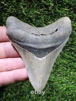 Megalodon Shark Tooth 4.08 Extinct Fossil Authentic NOT RESTORED (WT4-358)