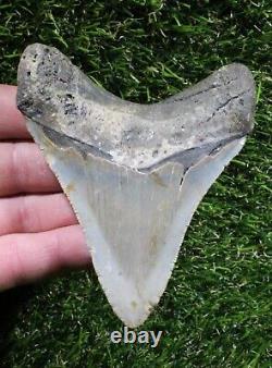 Megalodon Shark Tooth 4.08 Extinct Fossil Authentic NOT RESTORED (WT4-358)