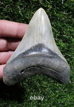 Megalodon Shark Tooth 4.08 Extinct Fossil Authentic NOT RESTORED (WT4-358)