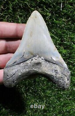 Megalodon Shark Tooth 4.08 Extinct Fossil Authentic NOT RESTORED (WT4-358)