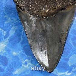 Megalodon Shark Tooth 4.09 Huge Teeth Big Meg Scuba Diver Direct Fossil Nc 6741
