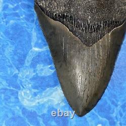 Megalodon Shark Tooth 4.09 Huge Teeth Big Meg Scuba Diver Direct Fossil Nc 6741