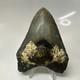 Megalodon Shark Tooth 4.10 Inch Authentic Serrated Fossil Natural 20495