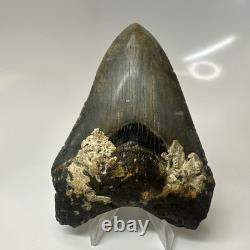 Megalodon Shark Tooth 4.10 Inch Authentic Serrated Fossil Natural 20495