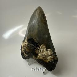 Megalodon Shark Tooth 4.10 Inch Authentic Serrated Fossil Natural 20495