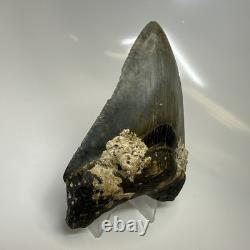 Megalodon Shark Tooth 4.10 Inch Authentic Serrated Fossil Natural 20495